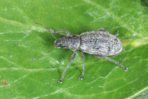Réf. 280 513 : Polydrusus inustus